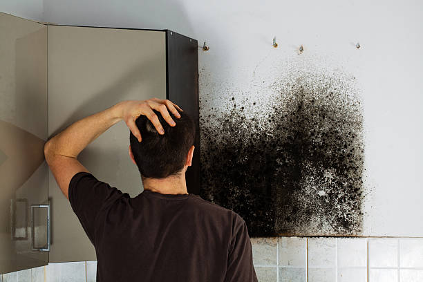 Reliable Cuero, TX Mold Removal Solutions